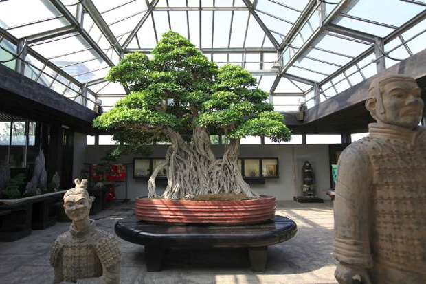 matrimonio Surtido tortura El bonsái más viejo del mundo tiene 1.000 años – Eikyô, influencias  japonesas